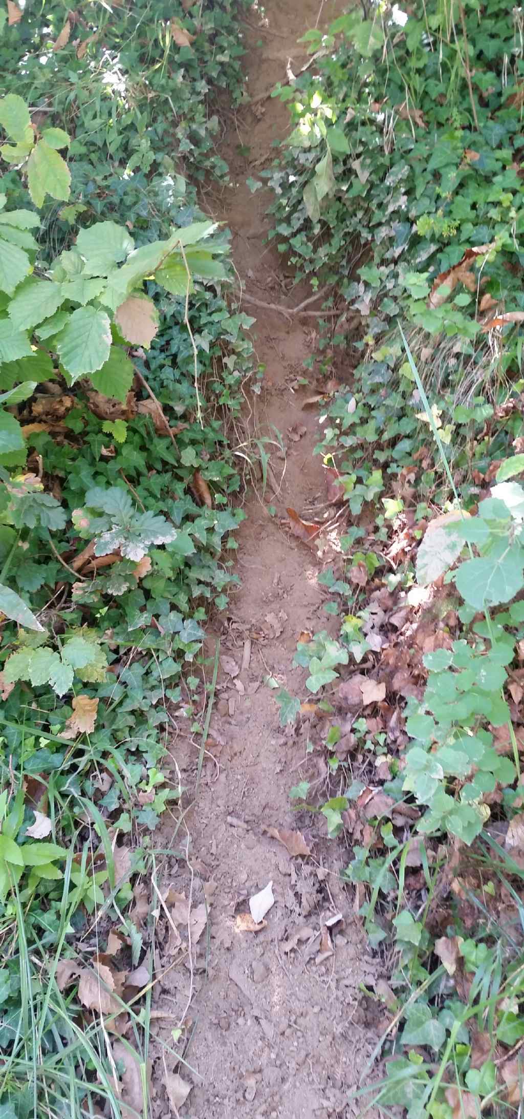 Traccia  passaggio di animali?